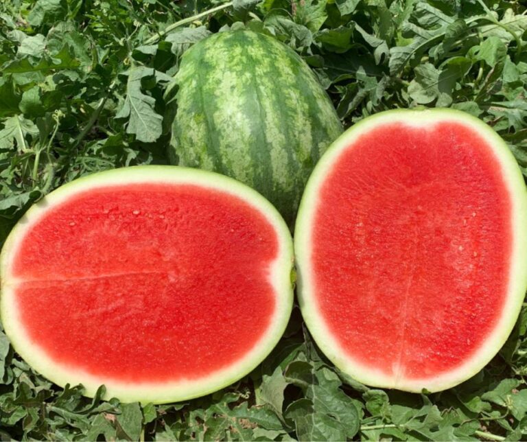 Hazera: Νέα στρατηγική με έμφαση στις άσπορες ποικιλίες καρπουζιού