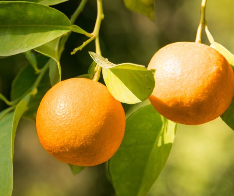 Valencia Delta Seedless: Μια βελτιωμένη εκδοχή του πορτοκαλιού Valencia Late