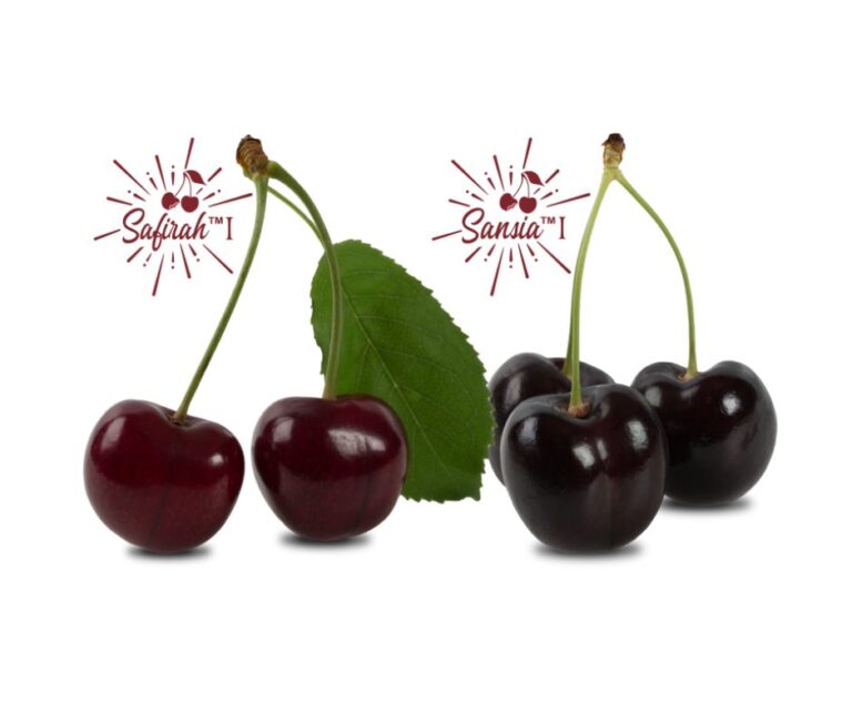 Νέες ποικιλίες κερασιού από την World Fresh Exports