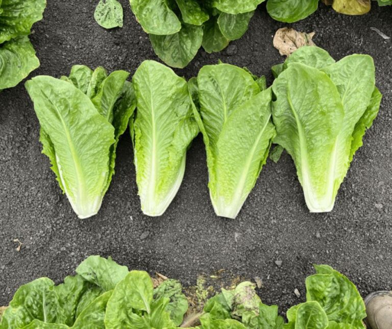 Syngenta: Η νέα ποικιλία μαρουλιού «Renegade» κατά του ιού INSV
