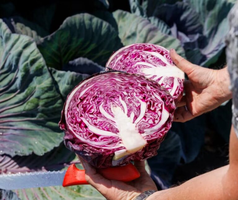 Rijk Zwaan: «Embrace Brassicas» για λάχανα ανθεκτικά στην κλιματική αλλαγή