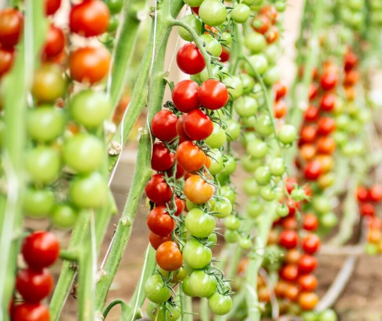 Τοματίνια Cherry: Δύο νέες ποικιλίες που υπόσχονται ανθεκτικότητα στον ιό ToBRFV