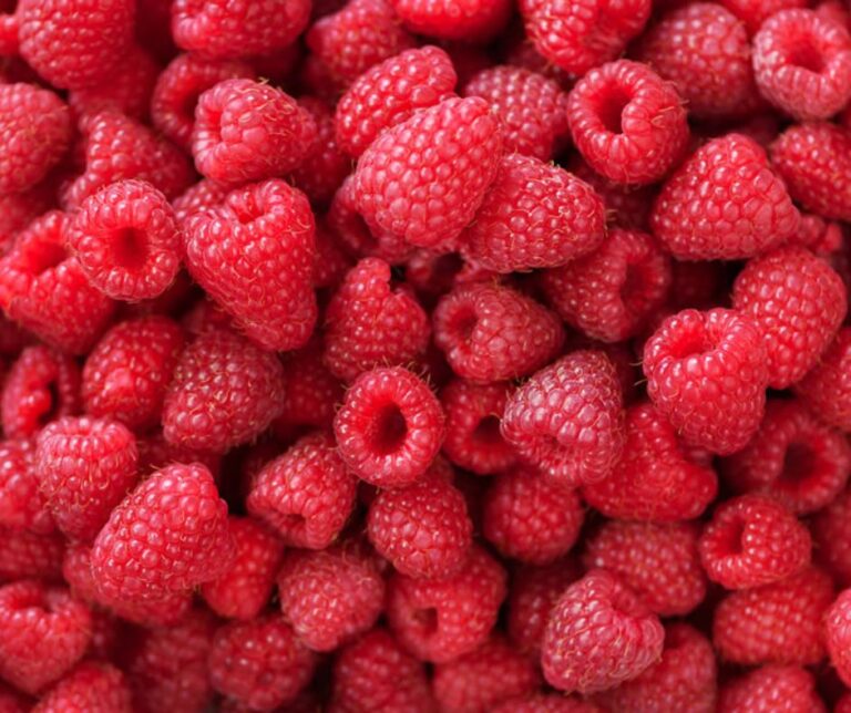 Lilou: Η νέα ποικιλία raspberry με μετασυλλεκτική διάρκεια 15 ημερών