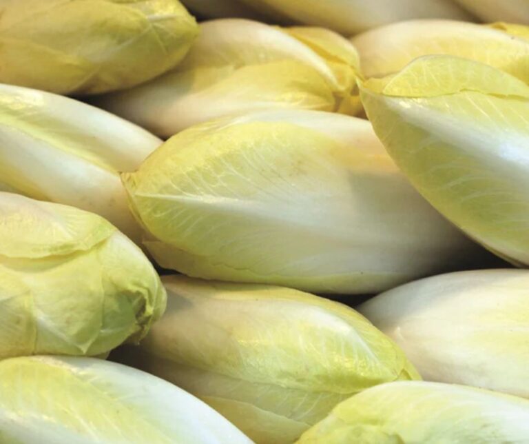 Μειωμένη η γαλλική παραγωγή σαλάτας τύπου endive