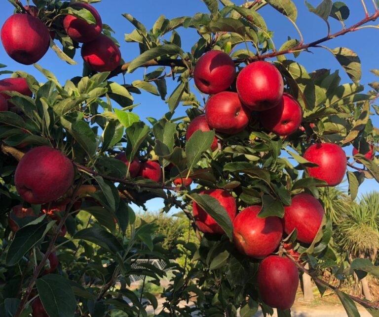 Υψηλή ζήτηση για τα μήλα της Νέας Ζηλανδίας στις διεθνείς αγορές
