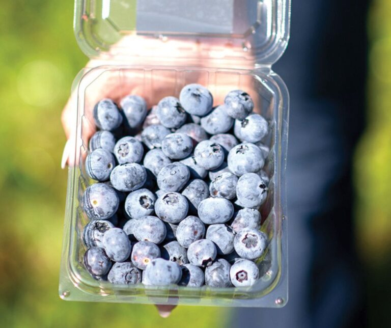 Νέες ποικιλίες berries για παραγωγή όλο τον χρόνο