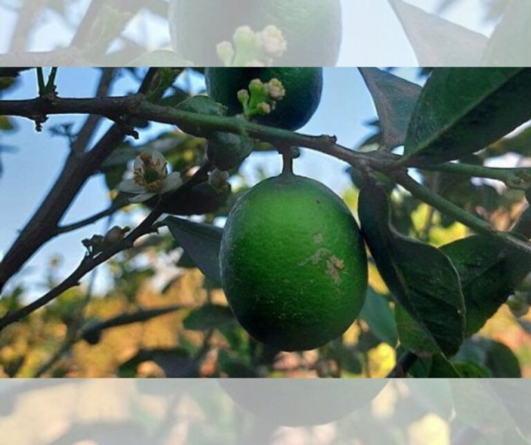 Νέα ποικιλία άσπερμου λεμονιού παρουσιάζει η Αίγυπτος