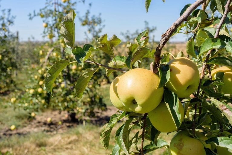 Νέος ρυθμιστής ανάπτυξης στις μηλιές: Έως 10% υψηλότερη απόδοση στις δοκιμές