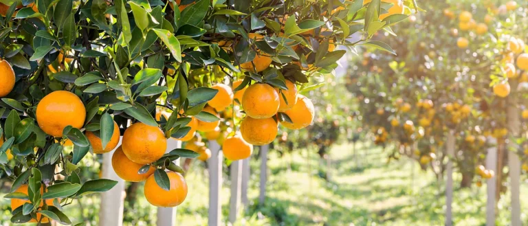 Ισπανία: Αυξημένη κατά 4,1% η παραγωγή εσπεριδοειδών στη Βαλένθια