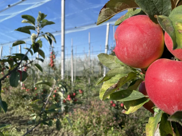 Ευρώπη: Σταθερή αναμένεται η παραγωγή μήλων Kanzi τη σεζόν 2026/27